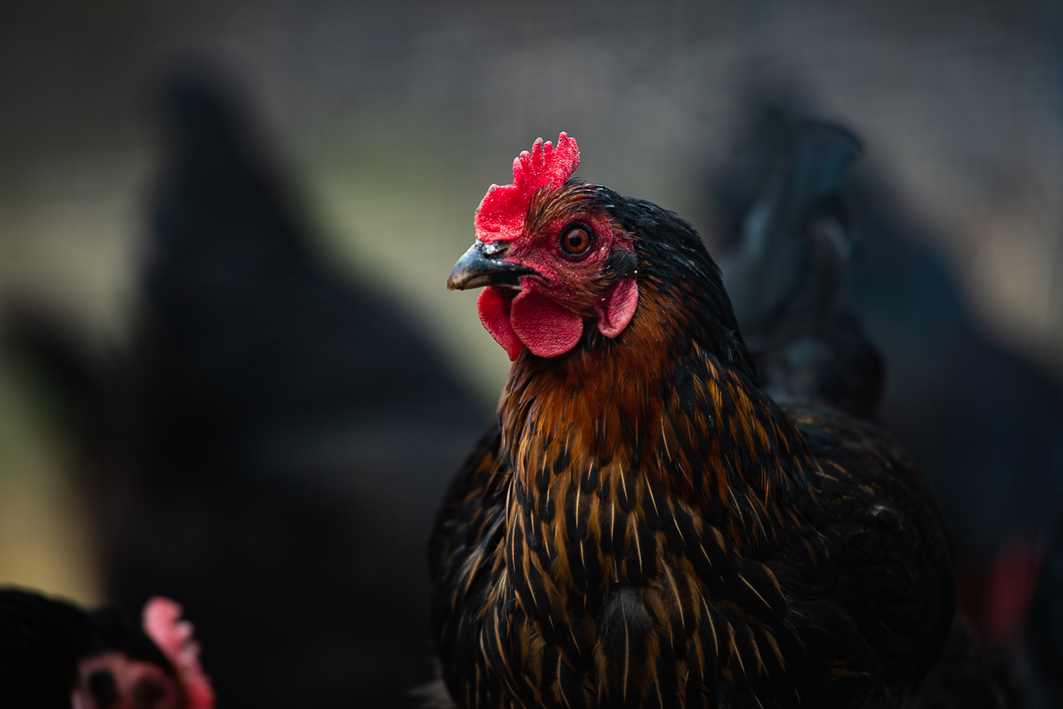 Beta Hatch to Break Ground on Largest Mealworm Facility for Animal Feed